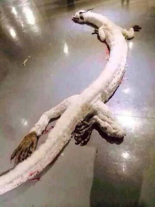 The fact that the white dragon bit the rabbit caused a stir in Malaysia Photo 2
