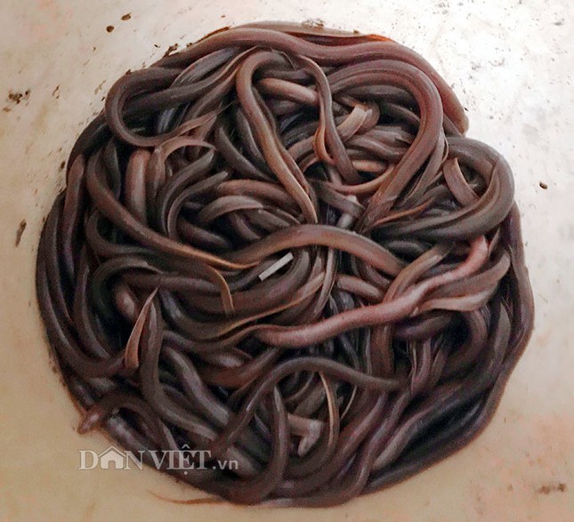 Tuyệt kỹ dụ lươn của 'thợ săn' Hà Tĩnh ảnh 1