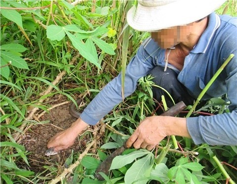 Đánh đu mạng sống để “thu phục” rắn độc ảnh 2