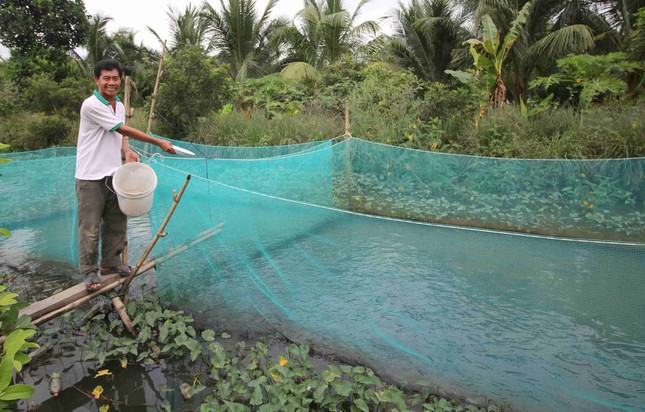 Kỳ lạ đàn cá lóc bay như chim, vạn người đổ về xem ảnh 2