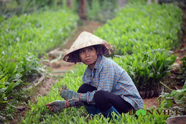 “Giải cứu” làng Hà Tây bị bỏ hoang, tiêu điều giữa vùng biên giới ảnh 2