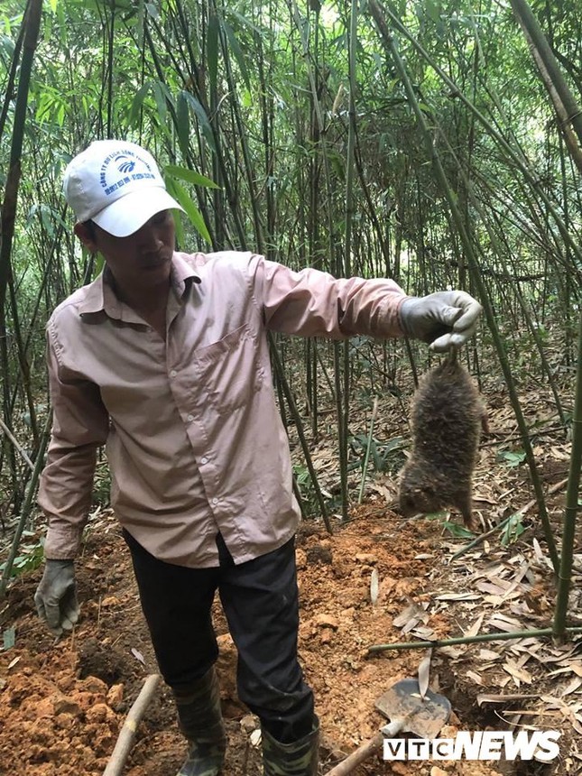 Cuộc đấu trí với loài chuột khổng lồ và ước mong làm giàu của thợ săn ảnh 1