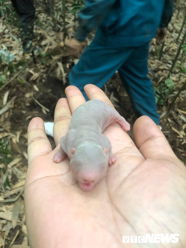 Những kỹ năng đặc biệt và kỳ công khó tưởng tượng để bắt được chuột khổng lồ ảnh 4