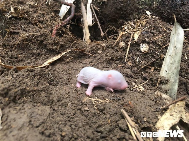 Những kỹ năng đặc biệt và kỳ công khó tưởng tượng để bắt được chuột khổng lồ ảnh 5