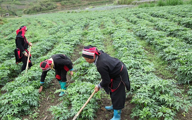 Akina Đông Á đầu tư phát triển cây tía tô Nhật Bản chất lượng cao ảnh 1