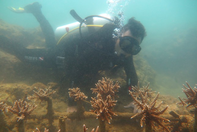 KDI Holdings đầu tư 15 tỷ đồng tái sinh san hô tại Nha Trang ảnh 3