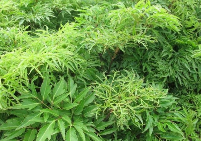 Công nghệ viên nén dạng cao An đường huyết Lakoo- giải quyết nỗi lo tiểu đường mãn tính! ảnh 2