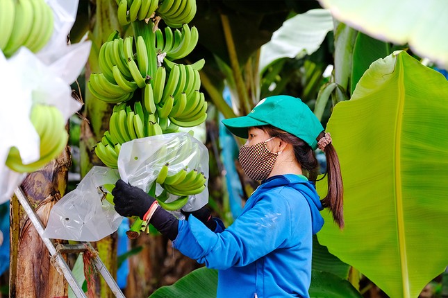 Dấu ấn nông nghiệp công nghệ cao của KDI Holdings tại Tây Nguyên ảnh 4