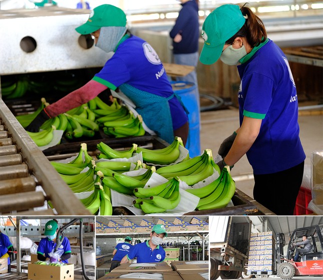 Dấu ấn nông nghiệp công nghệ cao của KDI Holdings tại Tây Nguyên ảnh 7