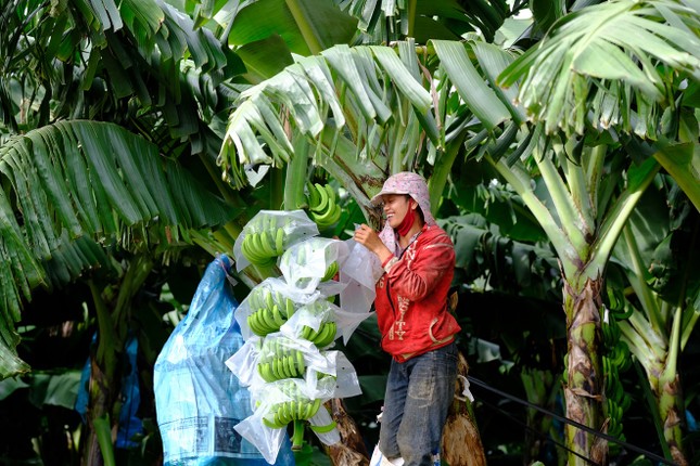Dấu ấn nông nghiệp công nghệ cao của KDI Holdings tại Tây Nguyên ảnh 9