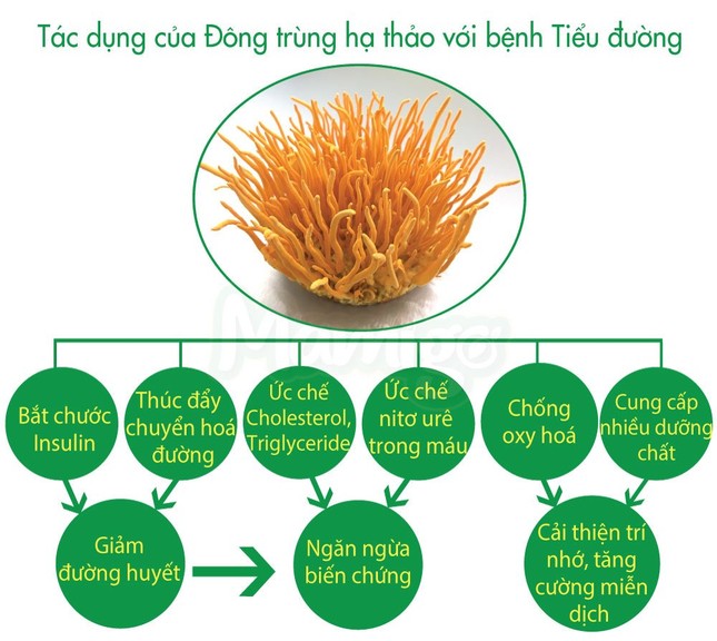 Đột phá sữa tiểu đường thảo dược Mamigo ổn định đường huyết ngừa biến chứng ảnh 3