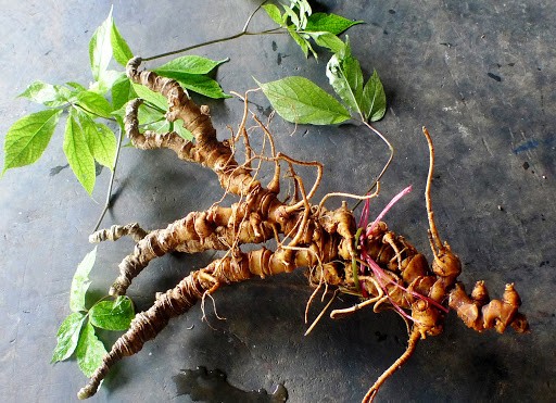 Công dụng chữa bệnh 'thần kỳ' của sâm Ngọc Linh vùng Nam Trà My ảnh 1