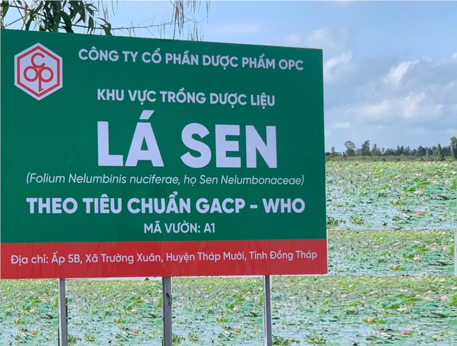 Khó ngủ, Mất ngủ - Ảnh hưởng đến sức khỏe như thế nào? ảnh 3