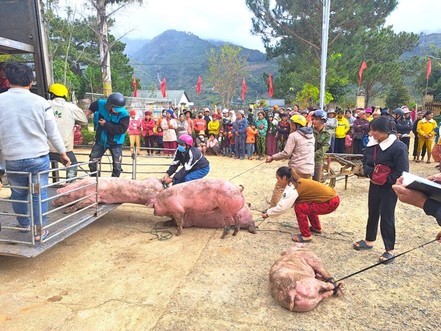 Người dân Xơ Đăng tưng bừng đến nhận 125 con lợn ăn Tết ảnh 2