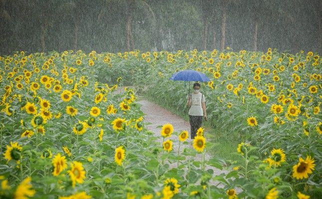 Ecopark - 'Nơi có gió' chữa lành cho người trưởng thành và thiên nhiên hạnh phúc cho trẻ nhỏ ảnh 3