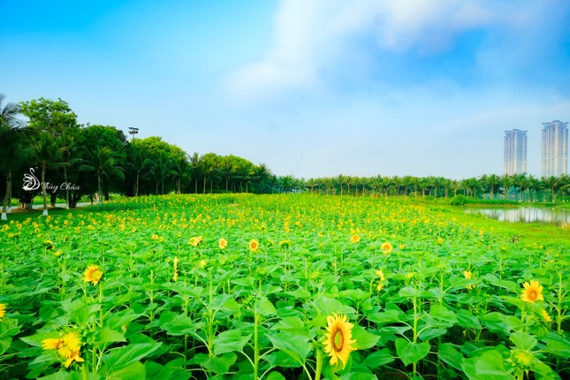 Ecopark - 'Nơi có gió' chữa lành cho người trưởng thành và thiên nhiên hạnh phúc cho trẻ nhỏ ảnh 4