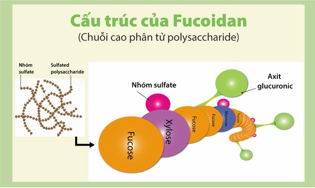 Nâng cao hệ miễn dịch với Fucoidan phân tử cao ảnh 1