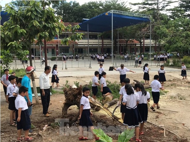 Thêm cây phượng bất ngờ bật gốc, trường tiểu học hú vía ảnh 1