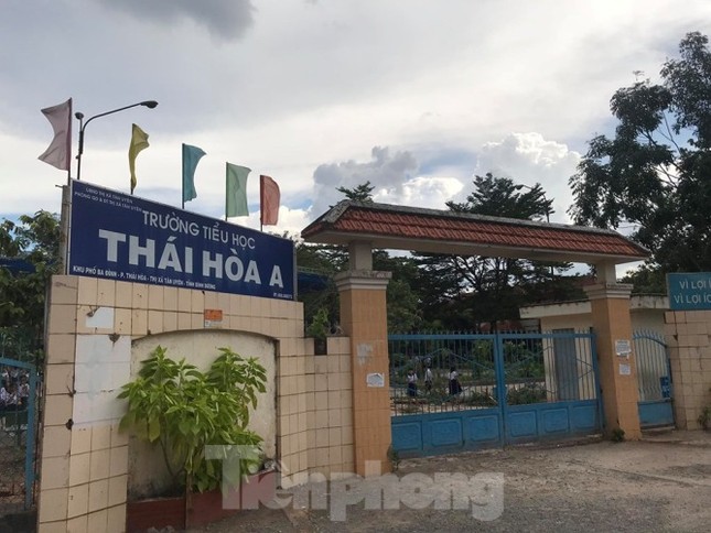 Thêm cây phượng bất ngờ bật gốc, trường tiểu học hú vía ảnh 3