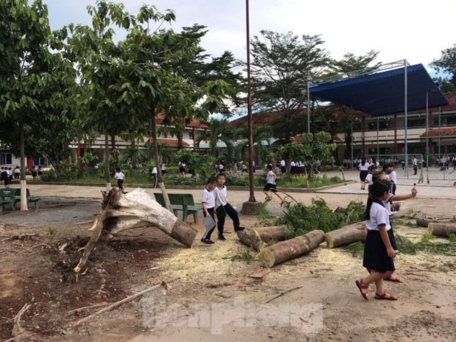 Thêm cây phượng bất ngờ bật gốc, trường tiểu học hú vía ảnh 2