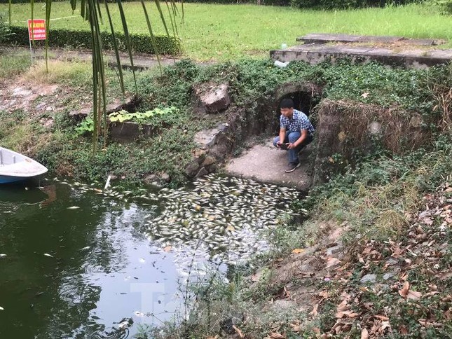 Lộ nguyên nhân cá chết phủ trắng kênh ở Bình Dương ảnh 3