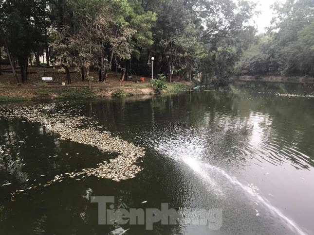 Lộ nguyên nhân cá chết phủ trắng kênh ở Bình Dương ảnh 2
