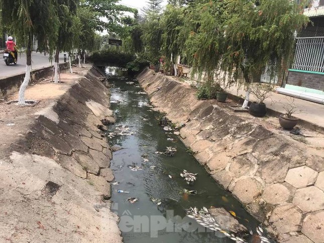Lộ nguyên nhân cá chết phủ trắng kênh ở Bình Dương ảnh 4