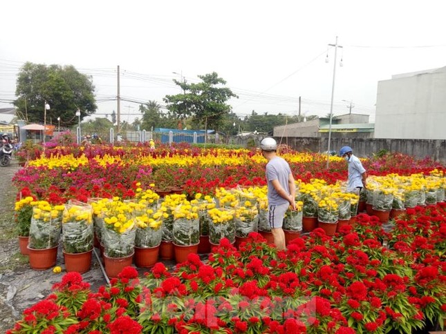 Làng hoa Tết đìu hiu, bán rẻ như cho vẫn ế ẩm ảnh 5