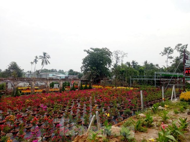 Làng hoa Tết đìu hiu, bán rẻ như cho vẫn ế ẩm ảnh 3