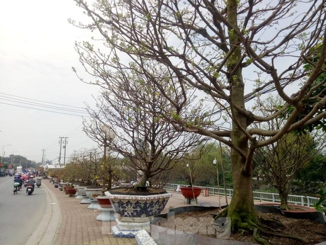 Làng hoa Tết đìu hiu, bán rẻ như cho vẫn ế ẩm ảnh 6