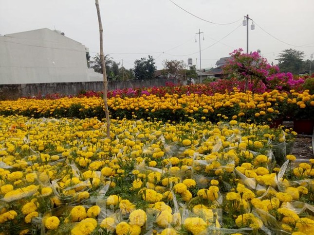 Làng hoa Tết đìu hiu, bán rẻ như cho vẫn ế ẩm ảnh 2