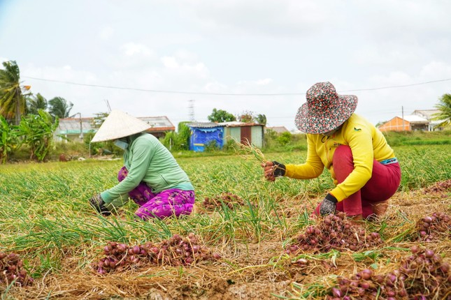 Vì sao hành tỏi ‘made in Vietnam’ thua ngay trên sân nhà? ảnh 3