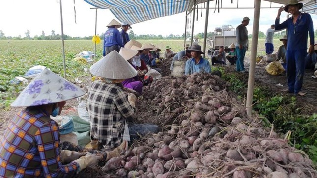 Thủ phủ khoai lang xuất khẩu chính ngạch lô hàng đầu tiên sang Trung Quốc ảnh 4