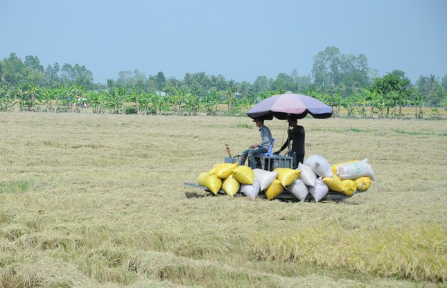 Việt Nam sẽ giảm xuất khẩu gạo vào năm 2030 ảnh 1