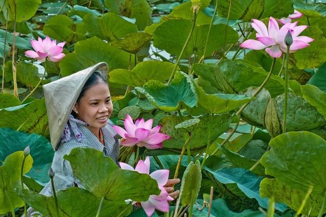 Bộ trưởng Lê Minh Hoan: Xây dựng 'đạo' trồng sen ảnh 1