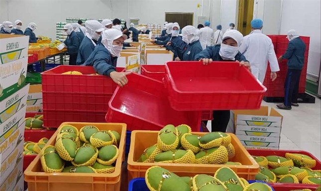 Cần làm gì để đẩy mạnh xuất khẩu trái cây Việt Nam? ảnh 2