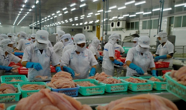 Mỹ trở lại là thị trường số 1 của xuất khẩu cá tra Việt Nam ảnh 1