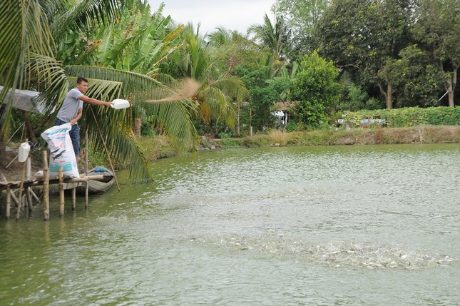 Ngành cá tra lao đao, người nuôi 'treo ao' ảnh 1