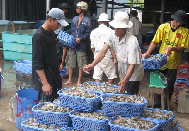 Nguy cơ thiếu hụt nguồn tôm nguyên liệu ảnh 2