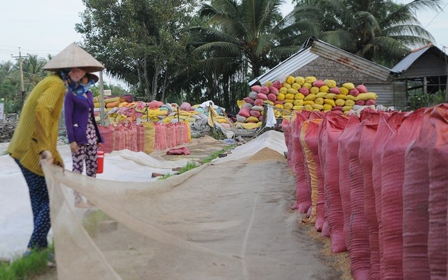 Giá lúa tại ĐBSCL tăng sau khi xuất khẩu gạo bình thường trở lại ảnh 2
