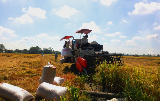 Giá cao, lúa gạo khởi sắc ảnh 1