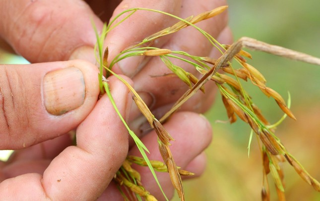 Hàng ngàn héc ta lúa và cây ăn trái bị ảnh hưởng do ngập úng ảnh 3