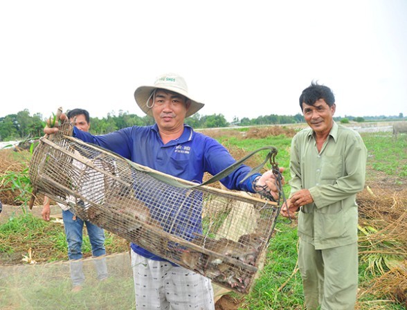 Lãnh đạo Cần Thơ giải thích kế hoạch 30 tỷ đồng... chống chuột ảnh 1