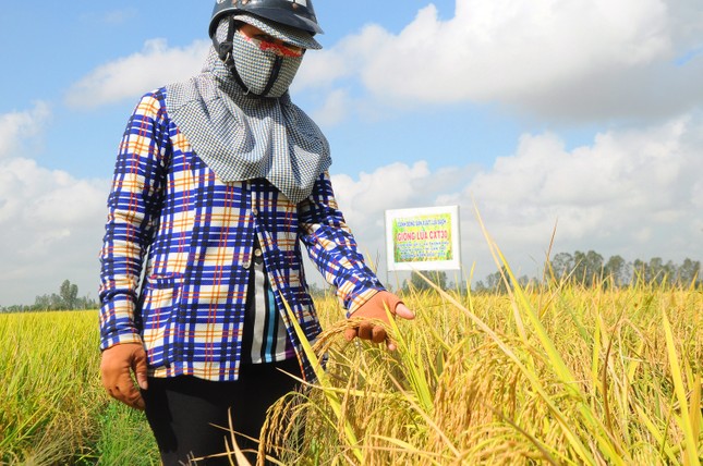 Lãnh đạo Cần Thơ giải thích kế hoạch 30 tỷ đồng... chống chuột ảnh 2