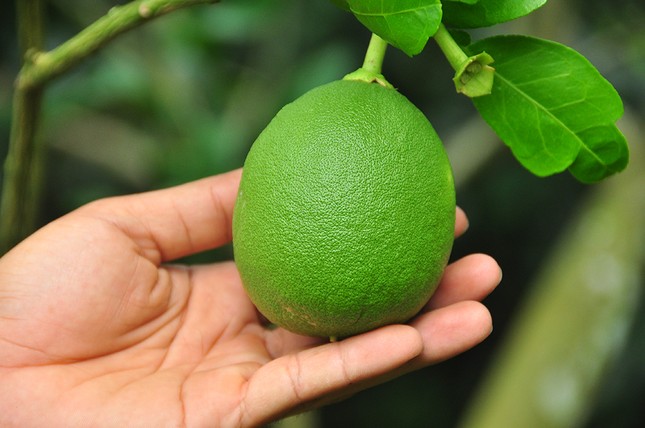 Trái cây độc, lạ rục rịch chờ tết ảnh 5