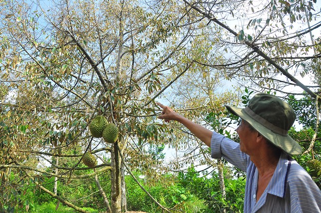 Nông dân đau đớn nhìn cây trái chết do hạn mặn lịch sử ảnh 2