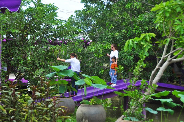Căn nhà màu tím độc đáo ở Cần Thơ hút khách đến 'check-in' ảnh 17