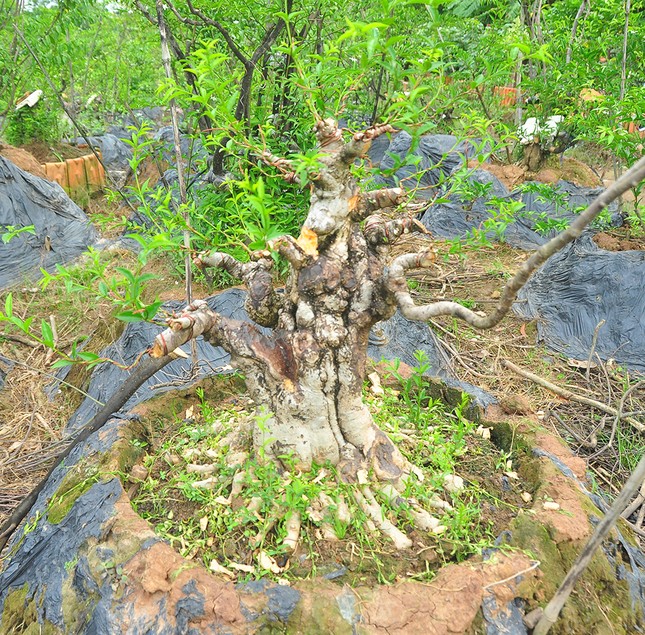 'Choáng ngợp' vườn bonsai 'khủng' ở Đồng Tháp ảnh 10