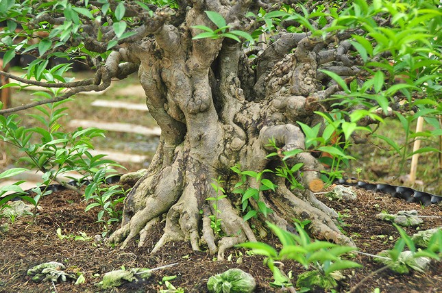 'Choáng ngợp' vườn bonsai 'khủng' ở Đồng Tháp ảnh 4
