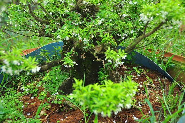 'Choáng ngợp' vườn bonsai 'khủng' ở Đồng Tháp ảnh 5